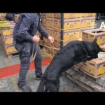 Smantellato un gruppo criminale dedito all’importazione di cocaina dal Sud America, sei arresti tra cui un uomo di Locri, e sequestri per 7,7 milioni di euro