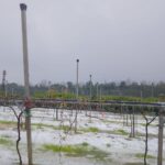 Forte grandinata nella Piana di Gioia Tauro: agricoltura in ginocchio e richieste di stato di calamità