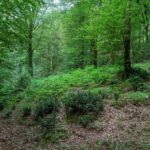 I Sentieri dimenticati  Domenica 15 giugno  Il Bosco di Rumbica